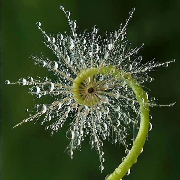 Meet your Posher, Colleen - Picture 1 of 3